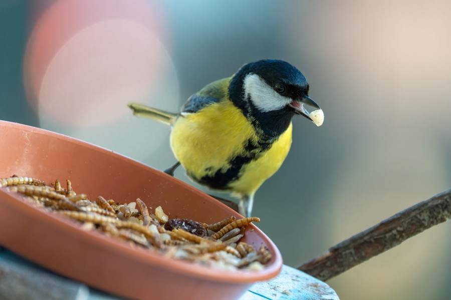 Rainshade Dome Mealworm Feeder