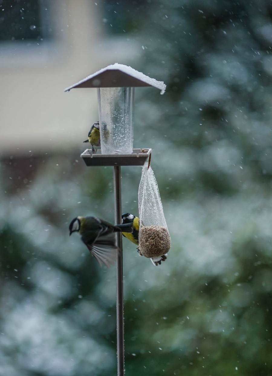 Four-Arm Garden Feeding Station