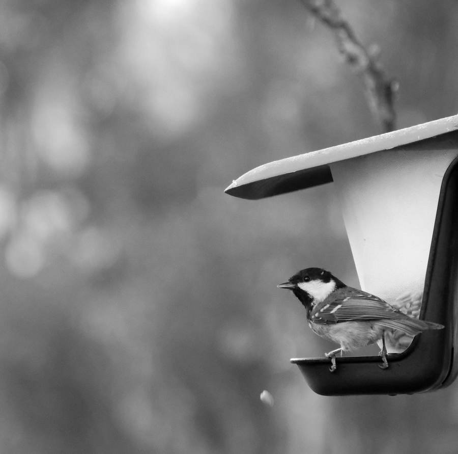 GardenWatch Camera Bird Feeder