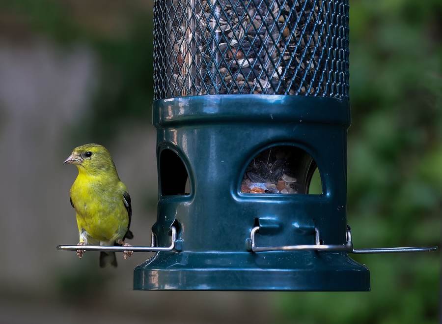 Goldfinch Nyjer Seed Feeder
