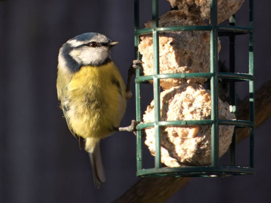 Little Guard Caged Fat Ball Feeder