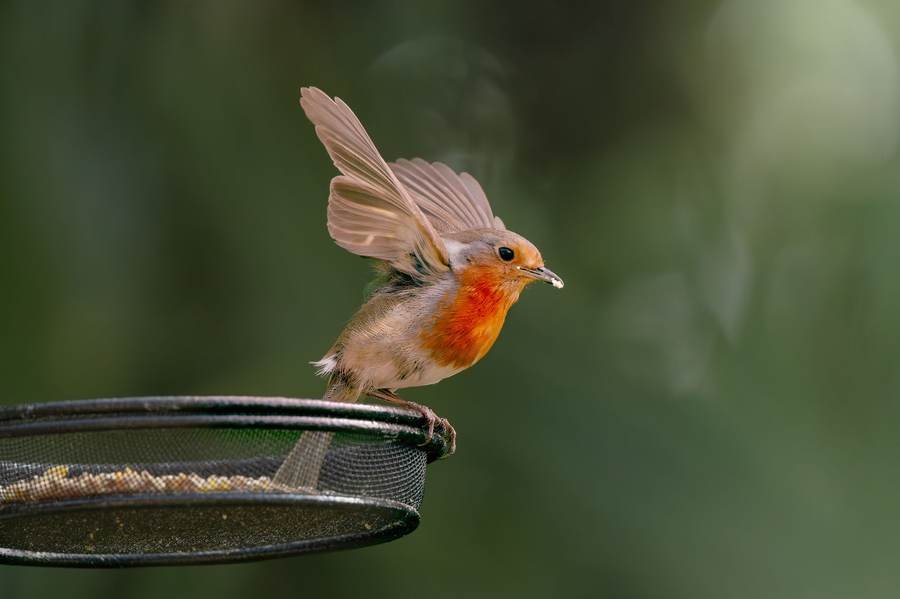 Robin's Table Ground Feeder