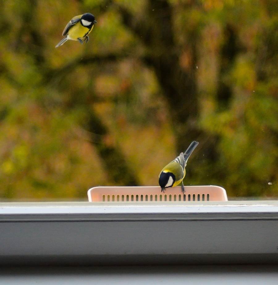 Windowside Clear-View Window Feeder